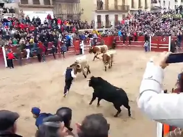 Un joven, cogido en el encierro del Carnaval del Toro Un joven, cogido en el encierro del Carnaval del Toro
