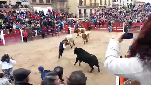 Un joven, cogido en el encierro del Carnaval del Toro Un joven, cogido en el encierro del Carnaval del Toro