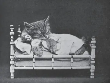 Un felino adorable que se abraza a la muñeca Un felino adorable que se abraza a la muñeca