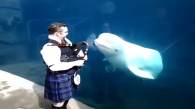Una ballena beluga, encandilada con la música de una gaita