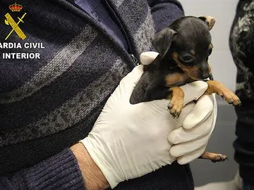 Intervienen 180 cachorros de perro Intervienen 180 cachorros de perro