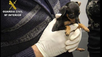 Intervienen 180 cachorros de perro