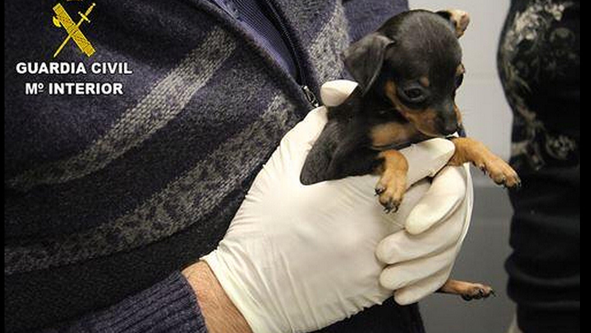 Intervienen 180 cachorros de perro