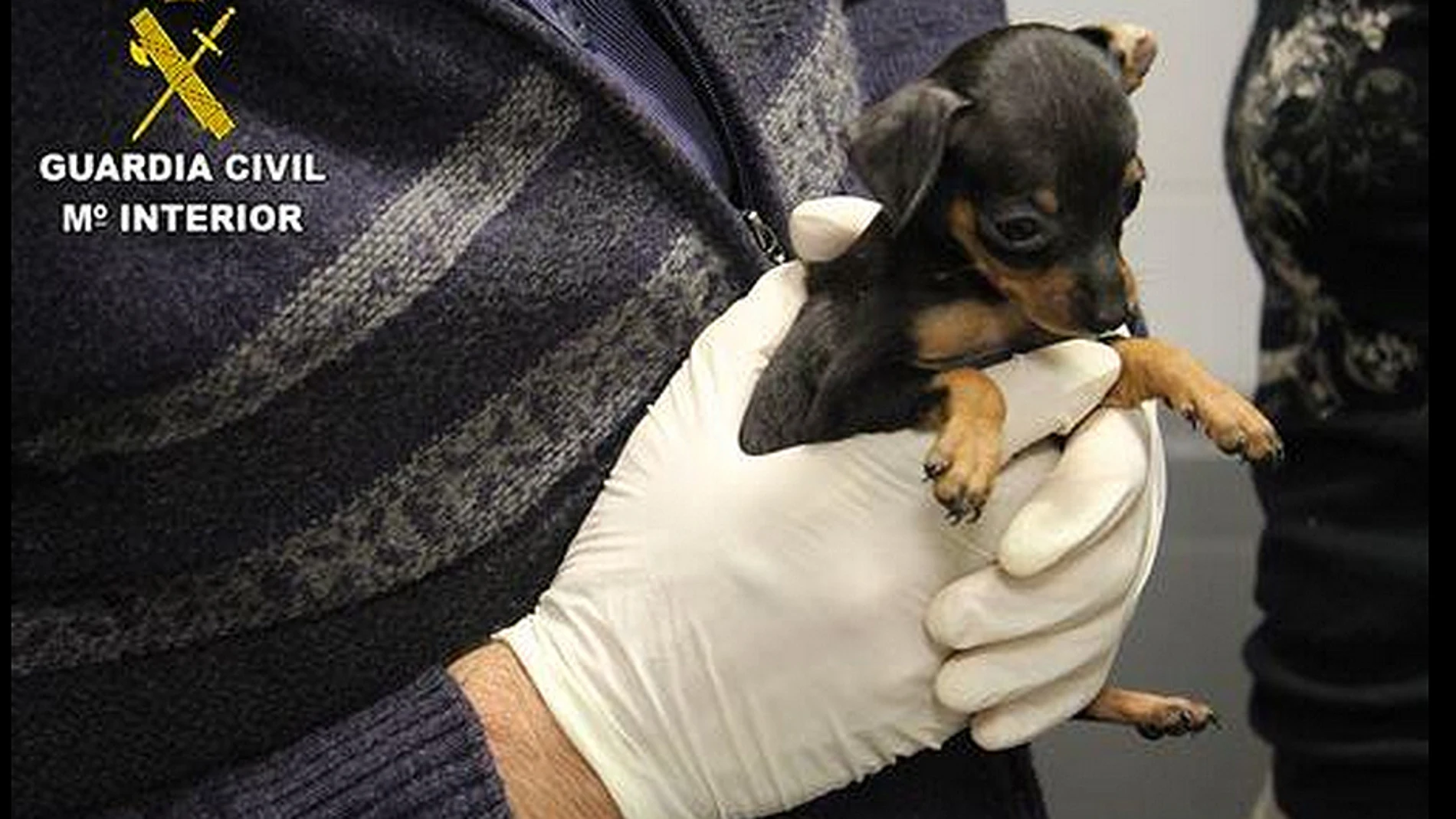 Intervienen 180 cachorros de perro Intervienen 180 cachorros de perro