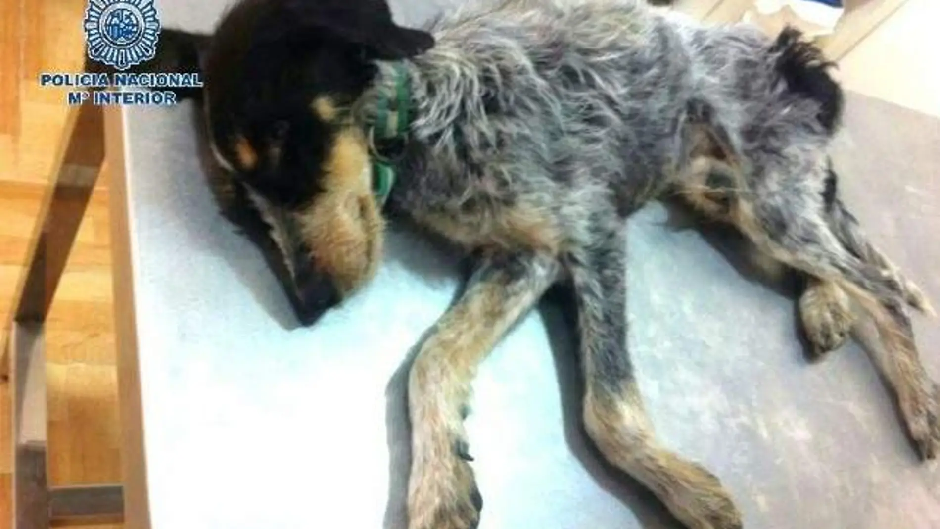 Uno de los perros maltratados Uno de los perros maltratados