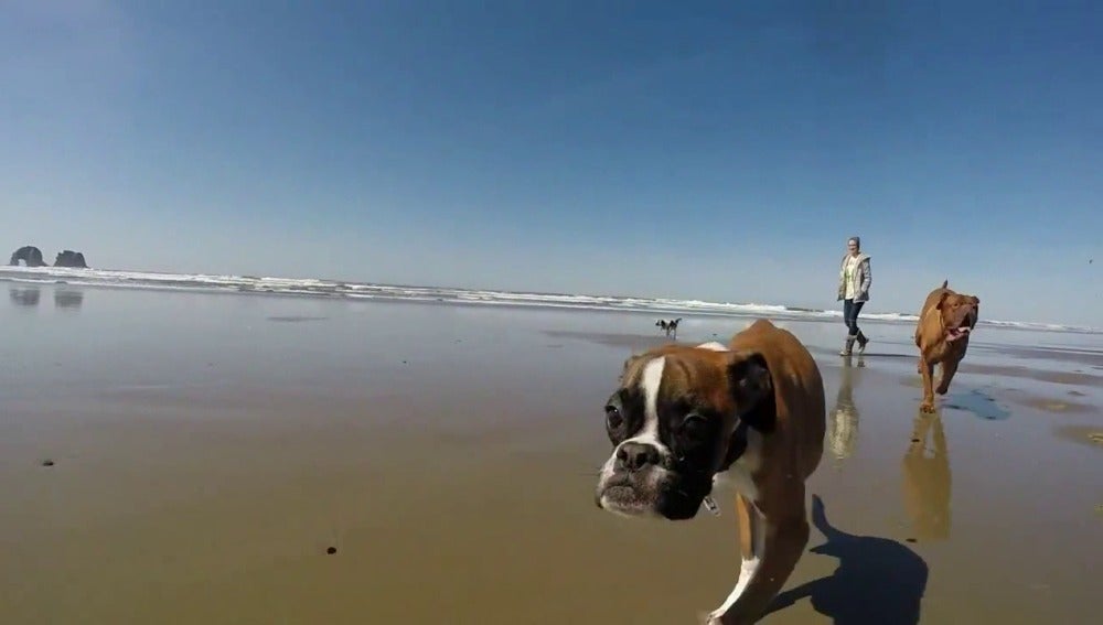 Duncan, un boxer con dos patas