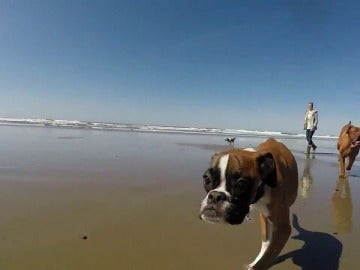 Duncan, un boxer con dos patas