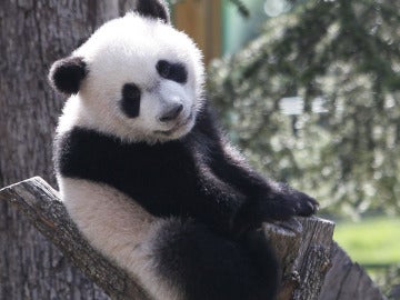 Xing Bao en un árbol