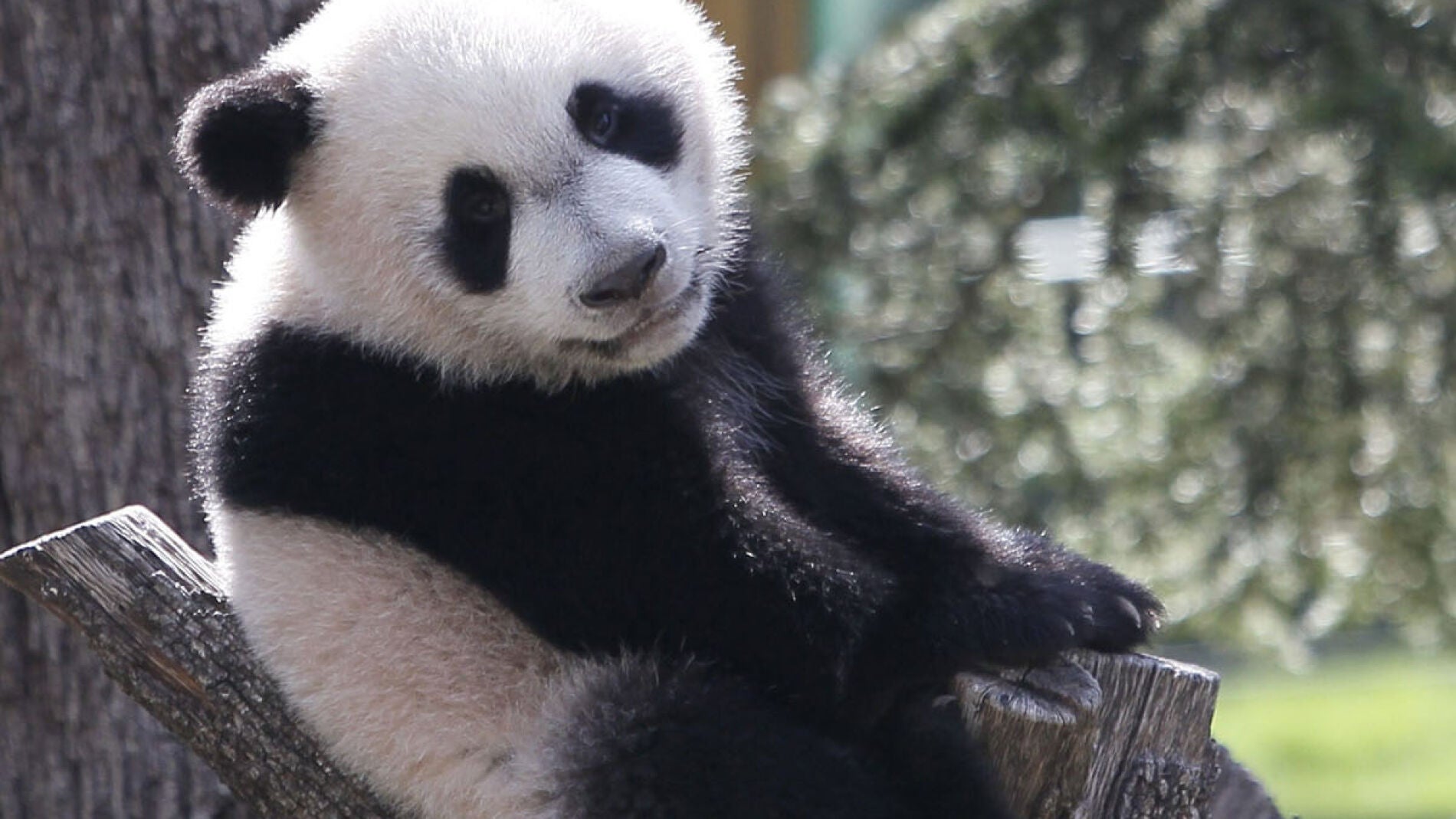 Xing Bao en un &aacute;rbol