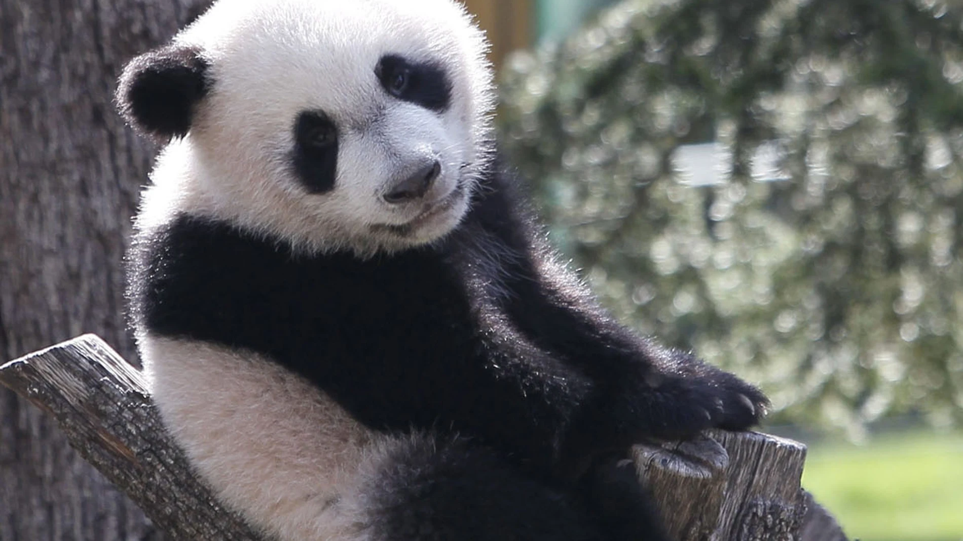Xing Bao en un árbol Xing Bao en un árbol