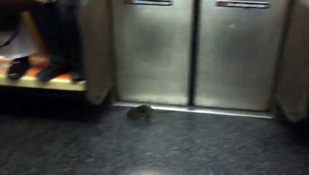 La rata en el metro de Nueva York