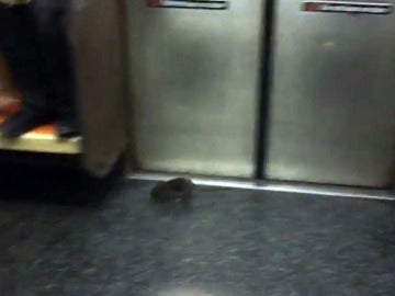 La rata en el metro de Nueva York