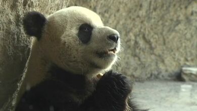 El panda, moneda de cambio entre China y otros países