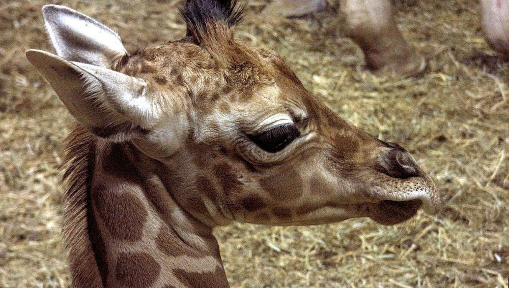 La jirafa recién nacida en el zoo