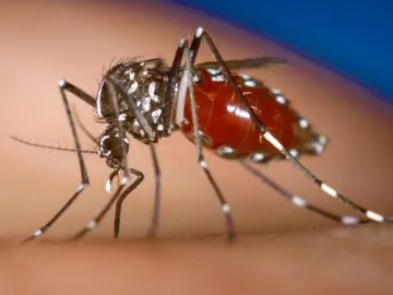 Mosquito Tigre Mosquito Tigre