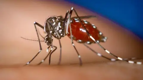 Mosquito Tigre Mosquito Tigre