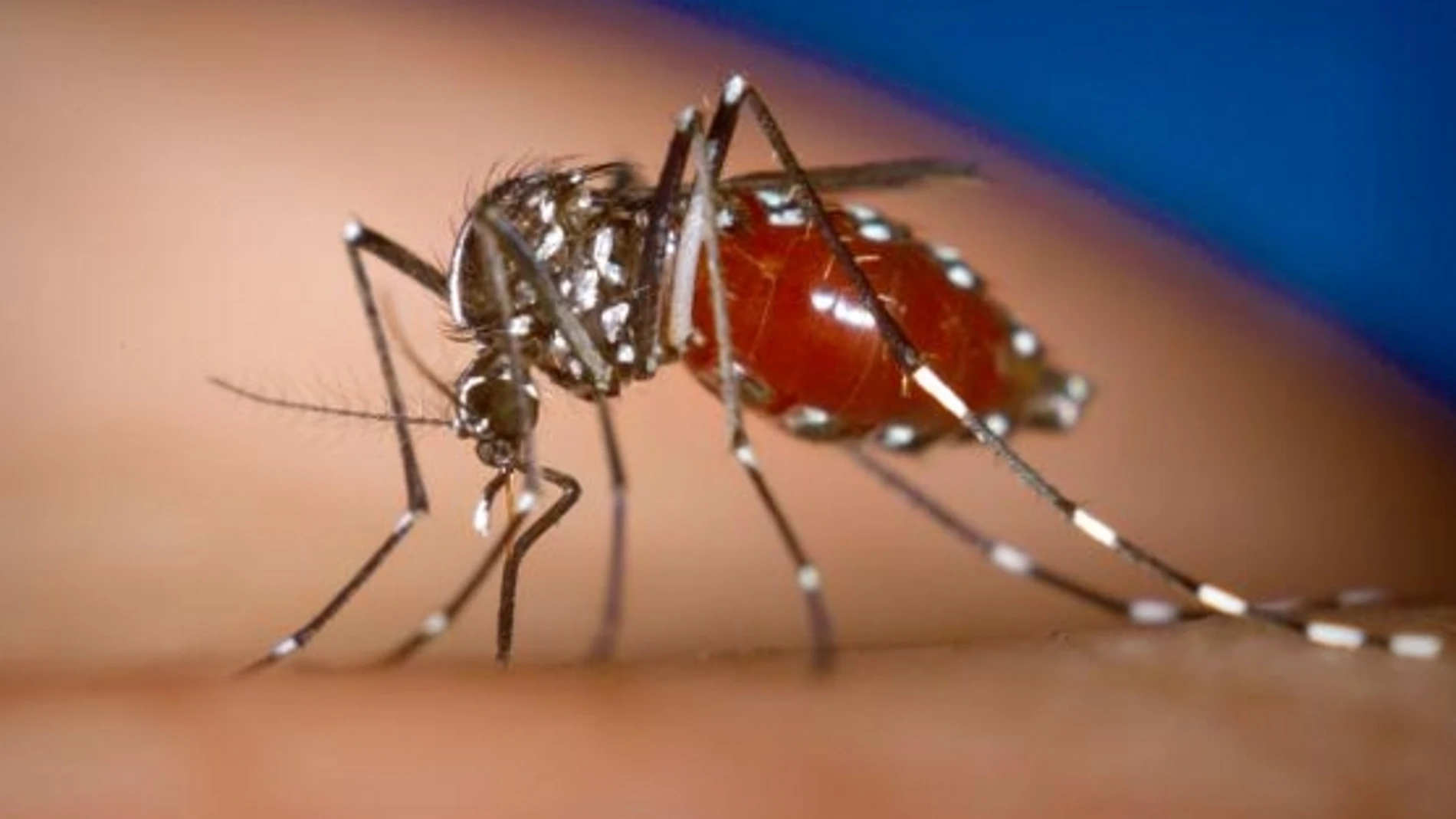 Mosquito Tigre Mosquito Tigre