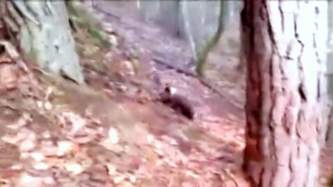 Un osezno de 3 meses busca a su madre en un pueblo de Lleida