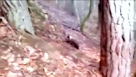 Un osezno de 3 meses busca a su madre en un pueblo de Lleida Un osezno de 3 meses busca a su madre en un pueblo de Lleida