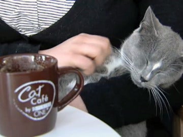 Gato en la cafetería de Nueva York