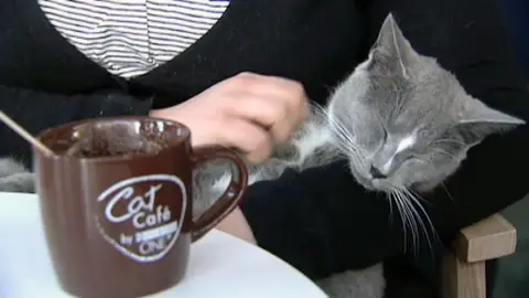 Gato en la cafetería de Nueva York Gato en la cafetería de Nueva York