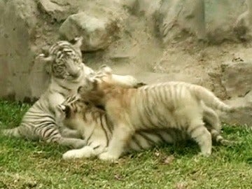 Presentadas tres crías de tigre blanco en un zoo de Perú