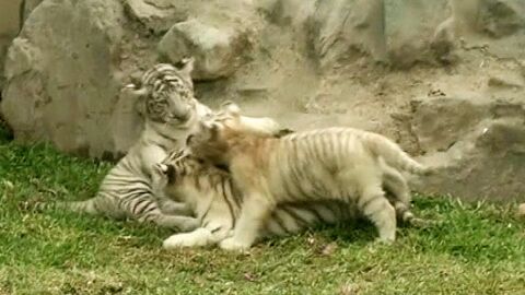 Presentadas tres cr&iacute;as de tigre blanco en un zoo de Per&uacute;