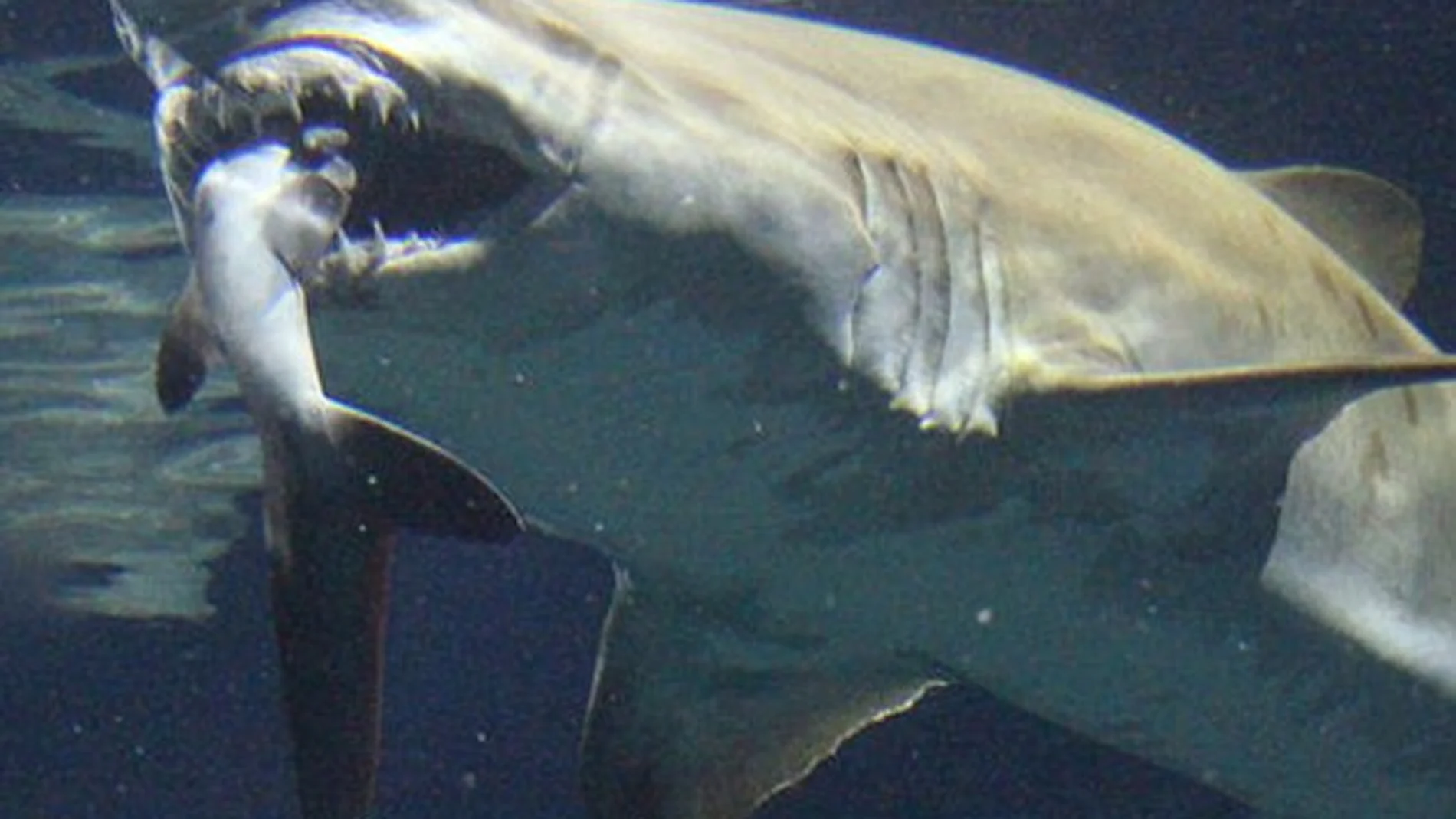Un tiburón se come a otro
