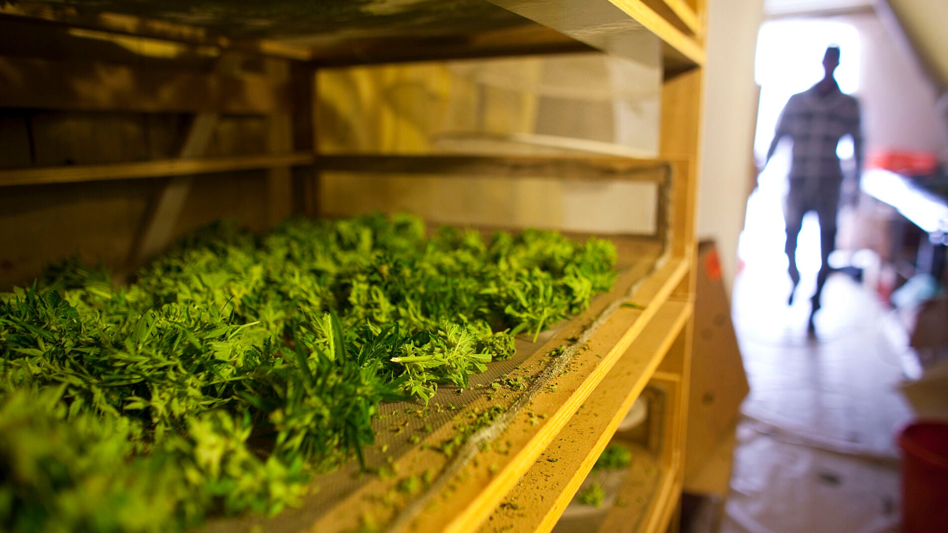 Plantaci&oacute;n de marihuana