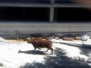 Un toro desata el pánico en las calles de Coslada