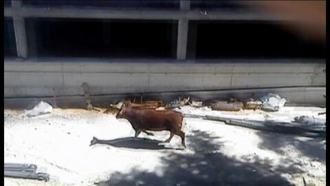 Un toro desata el p&aacute;nico en las calles de Coslada