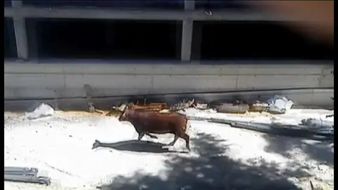 Un toro desata el pánico en las calles de Coslada Un toro desata el pánico en las calles de Coslada