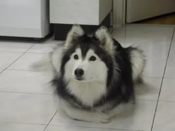 Tally, el husky que se cree un felino Tally, el husky que se cree un felino