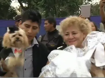 Perros que se casan en Perú Perros que se casan en Perú