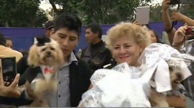 Varias parejas de perros se casan en Perú en una ceremonia pública