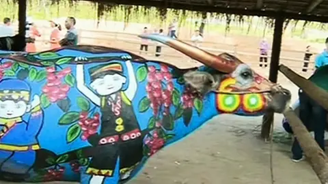 Body painting en vacas Body painting en vacas