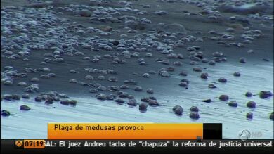 Aparece una plaga de medusas en la costa norte de Las Palmas de Gran Canaria