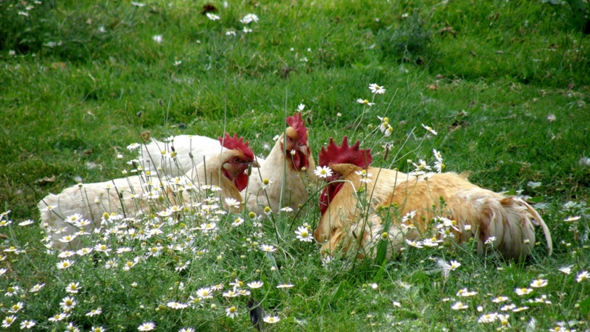 gallinas