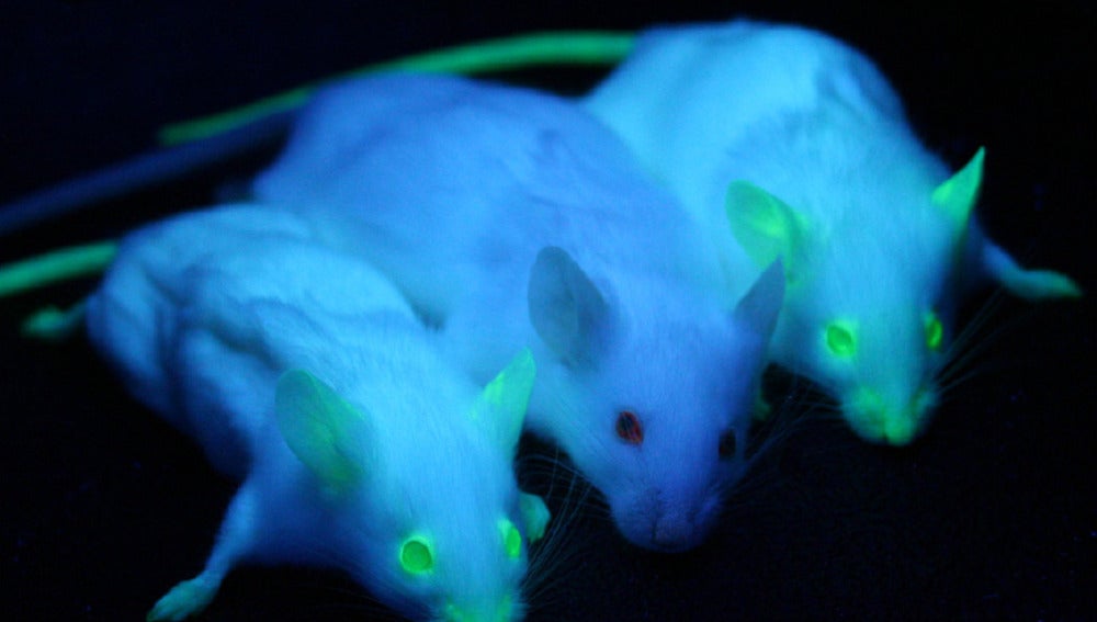 Dos ratones modificados genéticamente 