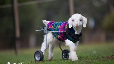 'Frostie' da sus primeros pasos gracias a un carro con ruedas