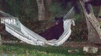 Un oso negro irrumpe en un jardín de Florida y se echa una siesta en una hamaca