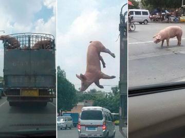 El cerdo escapando del camión