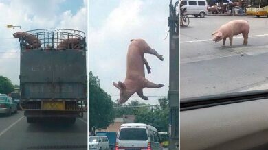 Un cerdo escapa de un camión en marcha en China