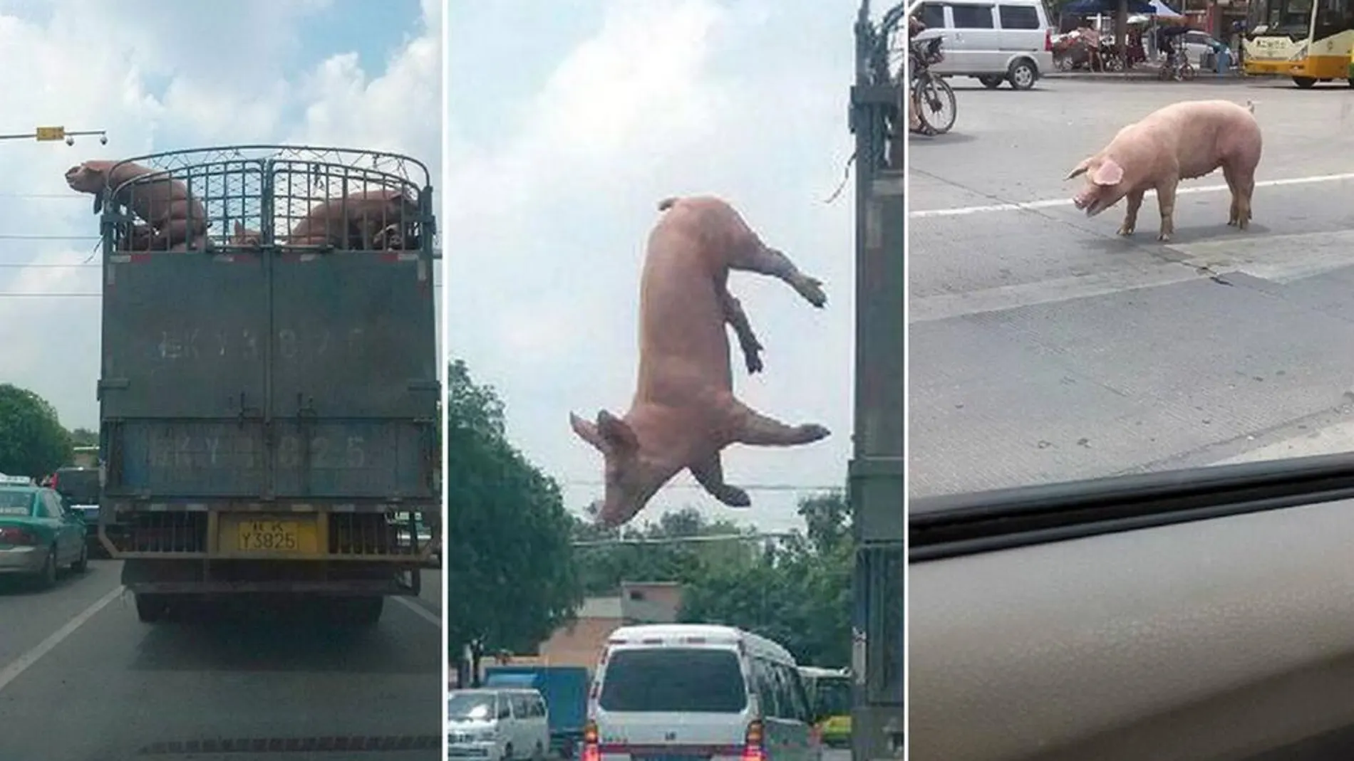 El cerdo escapando del camión