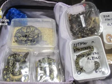 Decomisan numerosos animales exóticos facturados en maletas en Las Palmas Decomisan numerosos animales exóticos facturados en maletas en Las Palmas