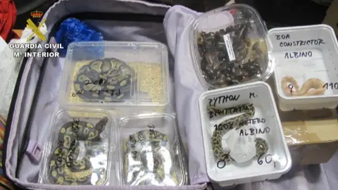 Decomisan numerosos animales exóticos facturados en maletas en Las Palmas Decomisan numerosos animales exóticos facturados en maletas en Las Palmas