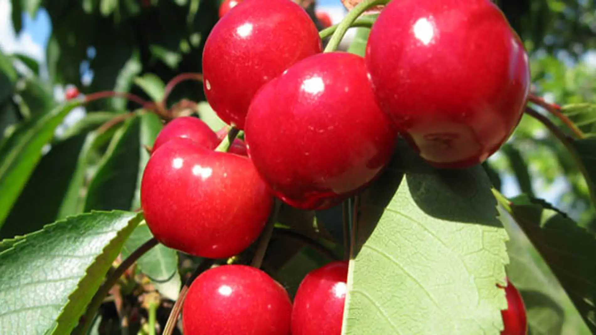 cerezas