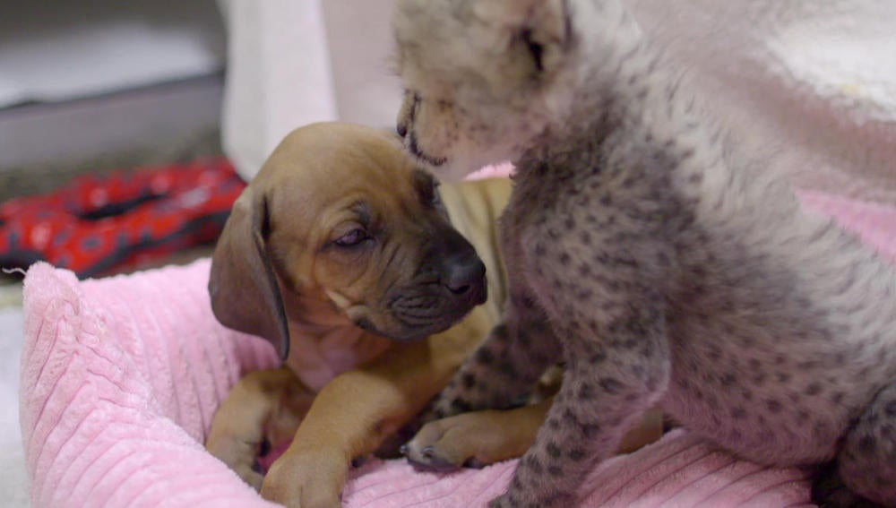 Un guepardo rechazado por su madre se hace amigo de un perro en un zoo de San Diego