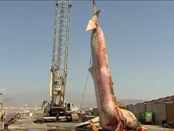 Retiran una enorme ballena en las costas de Gran Canaria