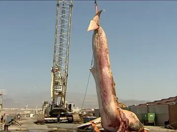 Retiran una enorme ballena en las costas de Gran Canaria Retiran una enorme ballena en las costas de Gran Canaria